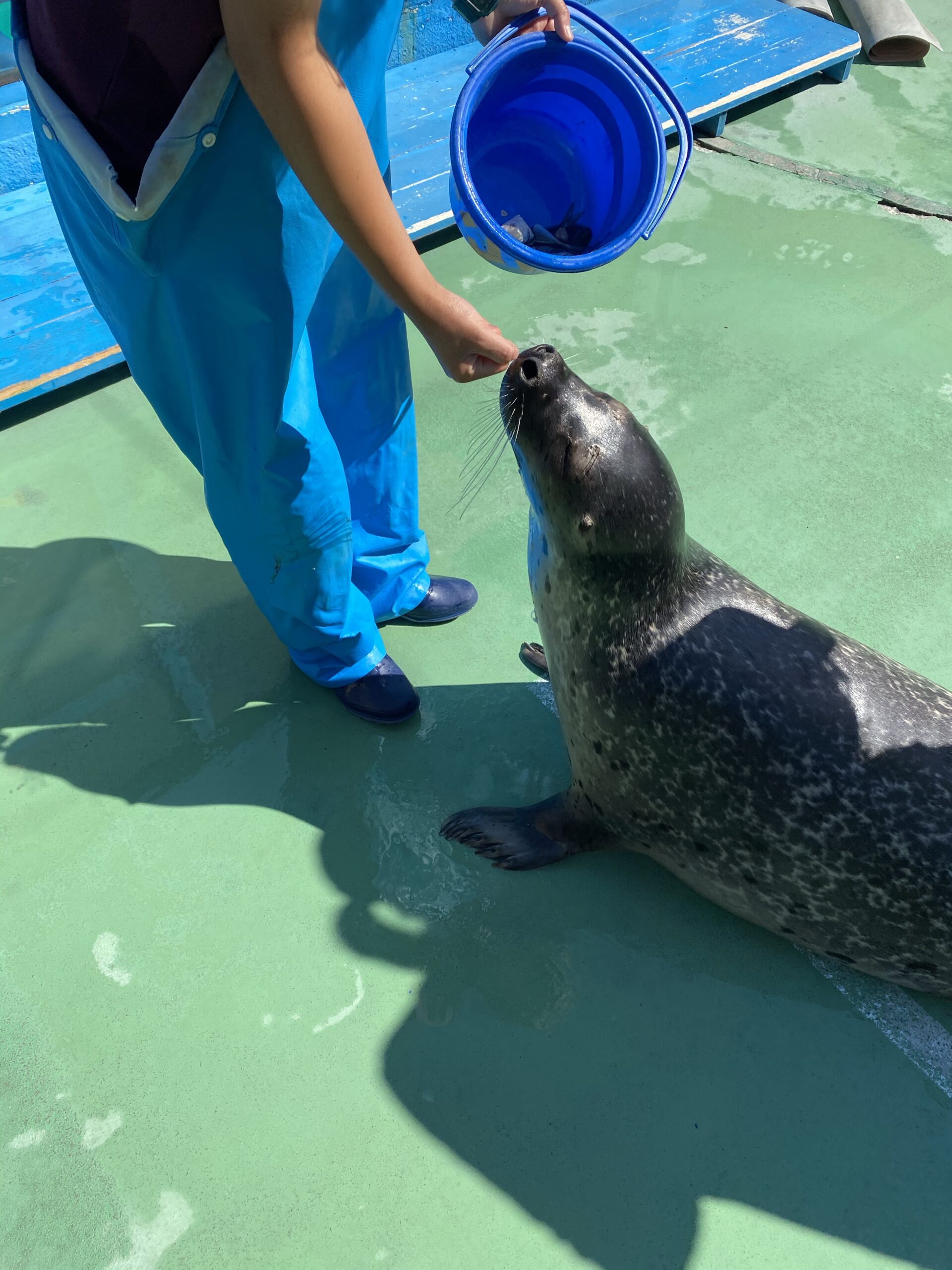 ぽよんぽよん 牧水荘土肥館 公式ホームページ